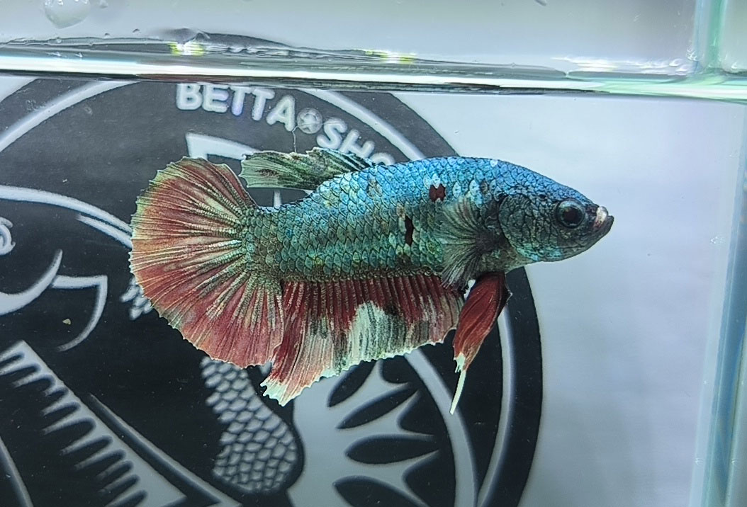 ca betta dep