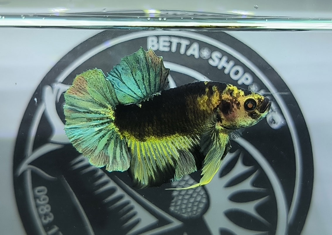 ca betta dep