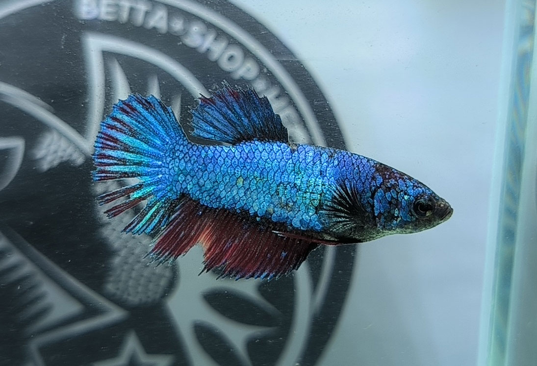 ca betta dep