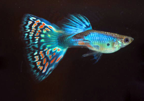 Cá Guppy đẹp