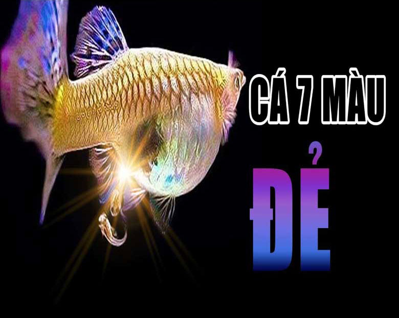 cách ép để cá bảy màu