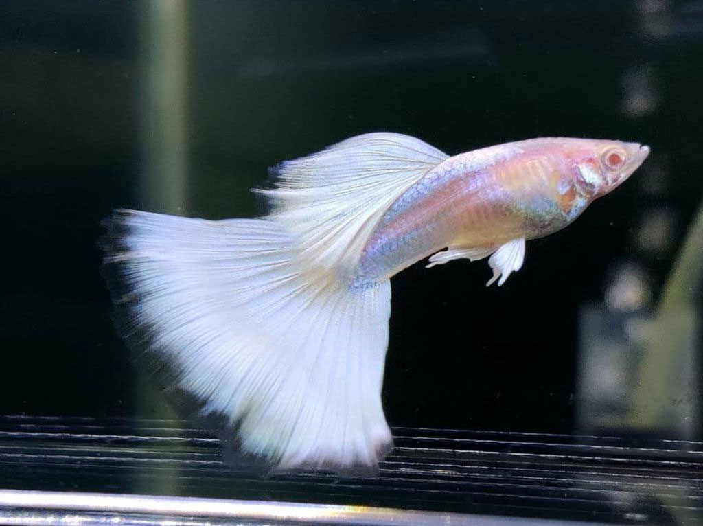 Cá bảy màu Full Platinum