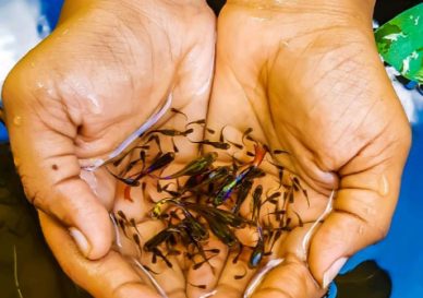 Cá bảy màu đẻ có ăn con không