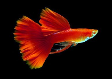 Cá bảy màu Full Red