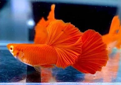 Cá bảy màu Full Red