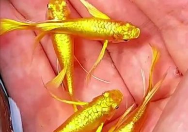 Cá bảy màu Gold