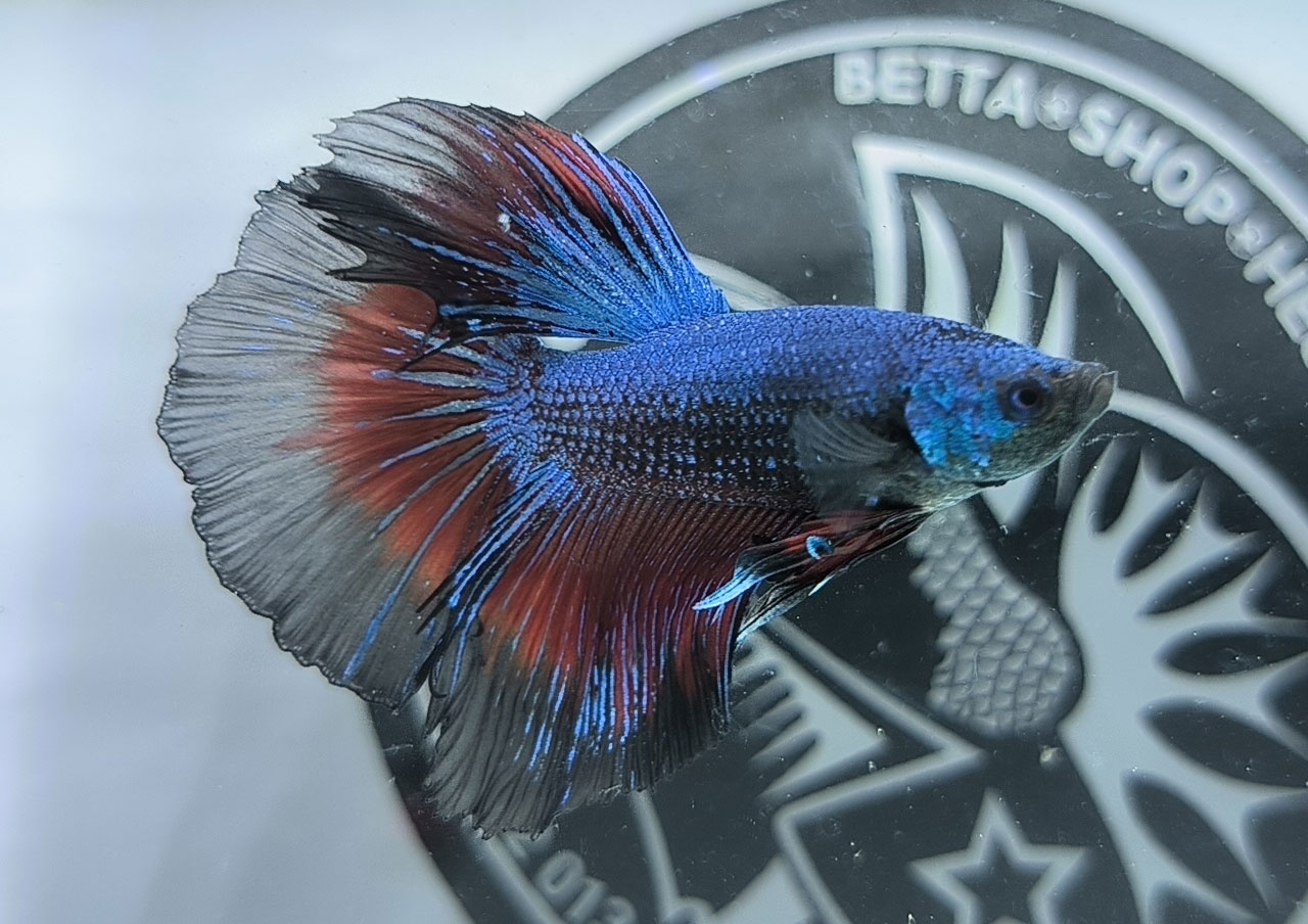 ca betta dep