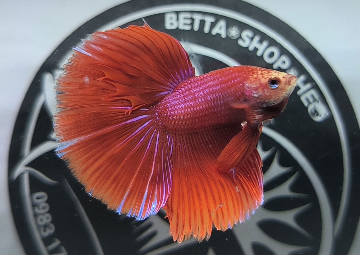 ca betta dep