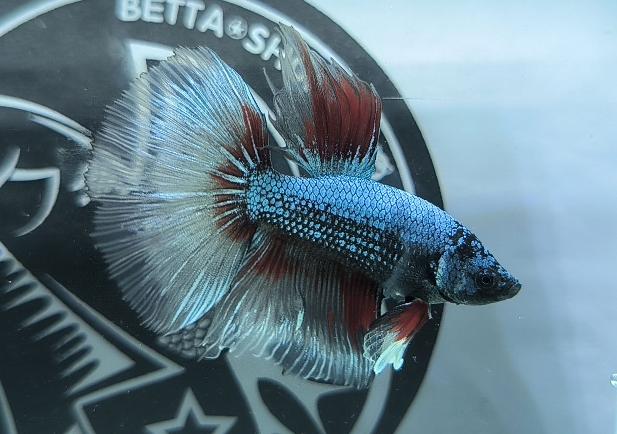 ca betta dep