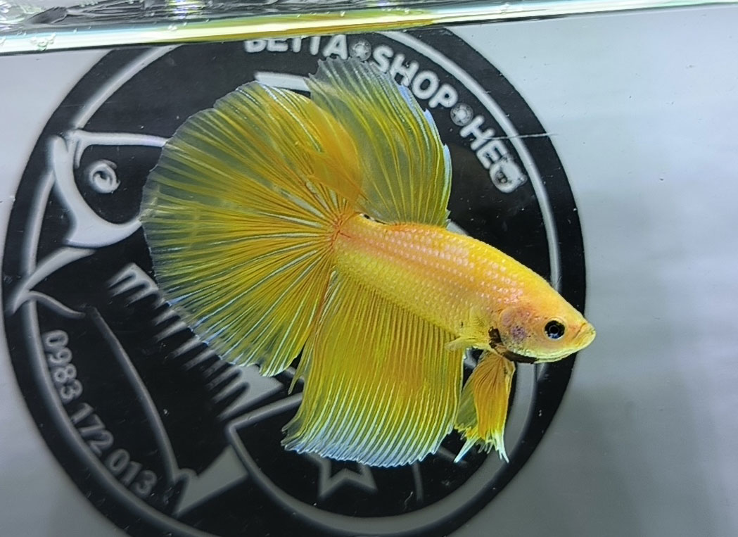 ca betta dep