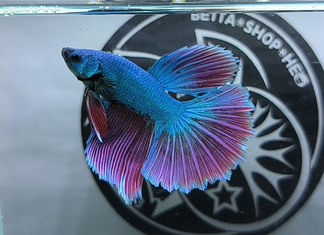 ca betta dep