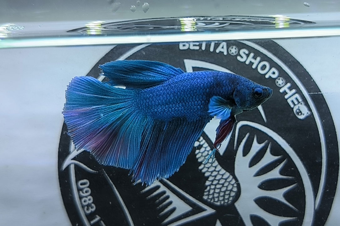 ca betta dep