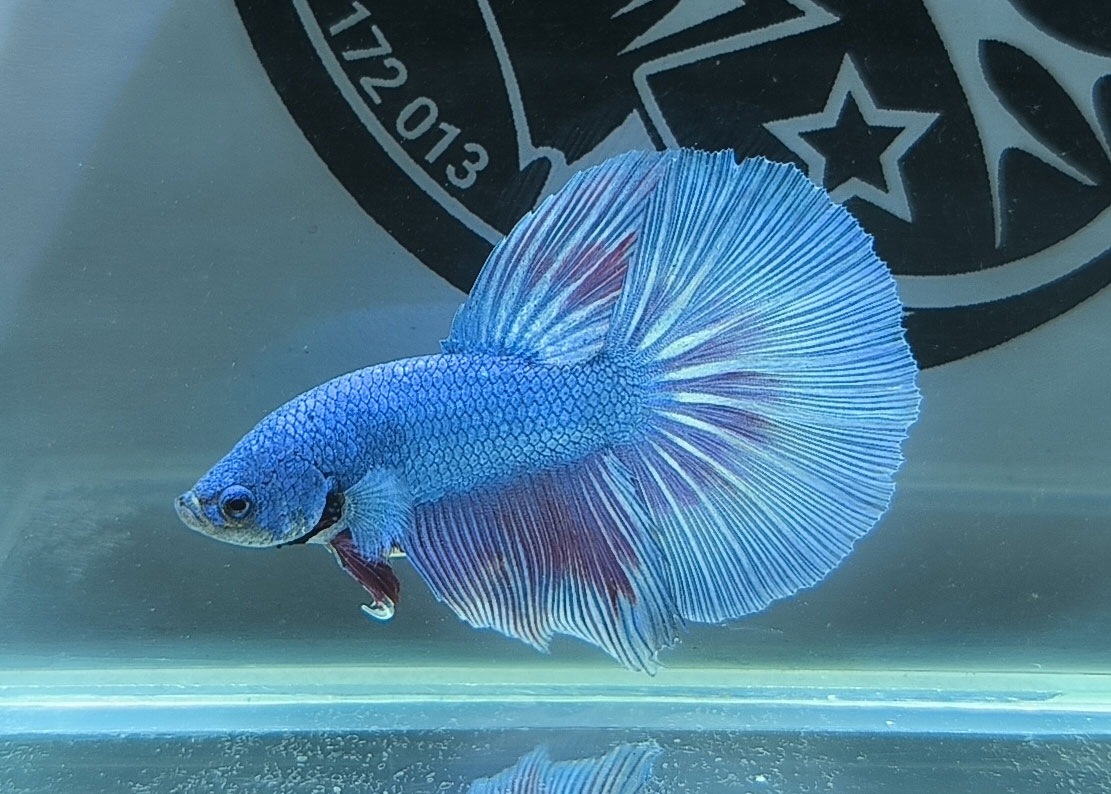 ca betta dep