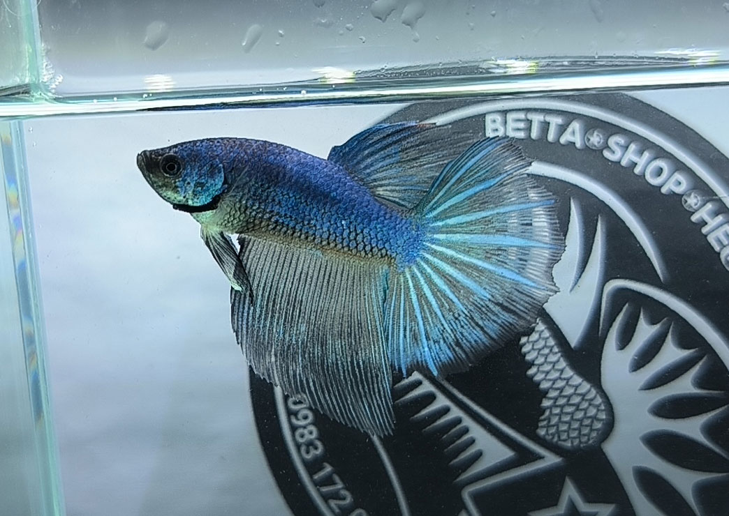 ca betta dep