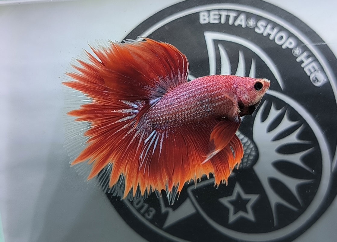 ca betta dep