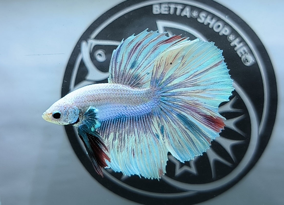 ca betta dep