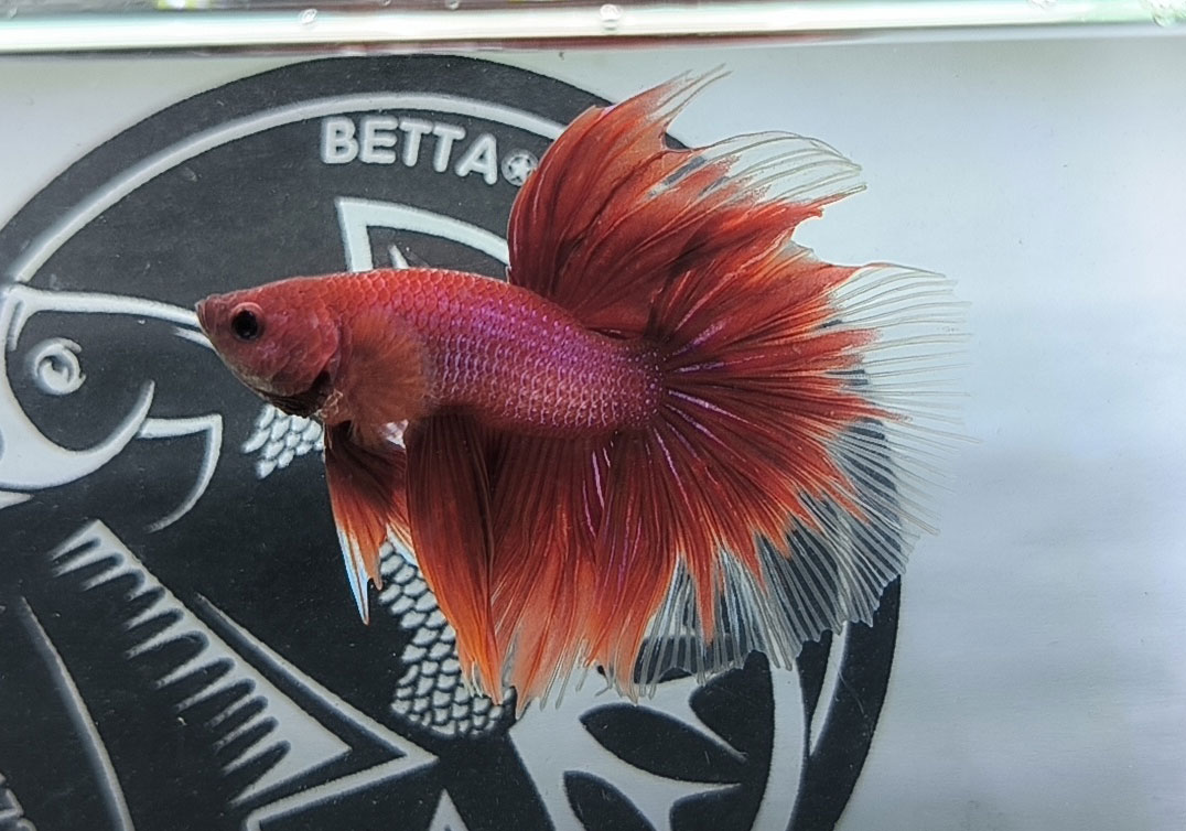 ca betta dep