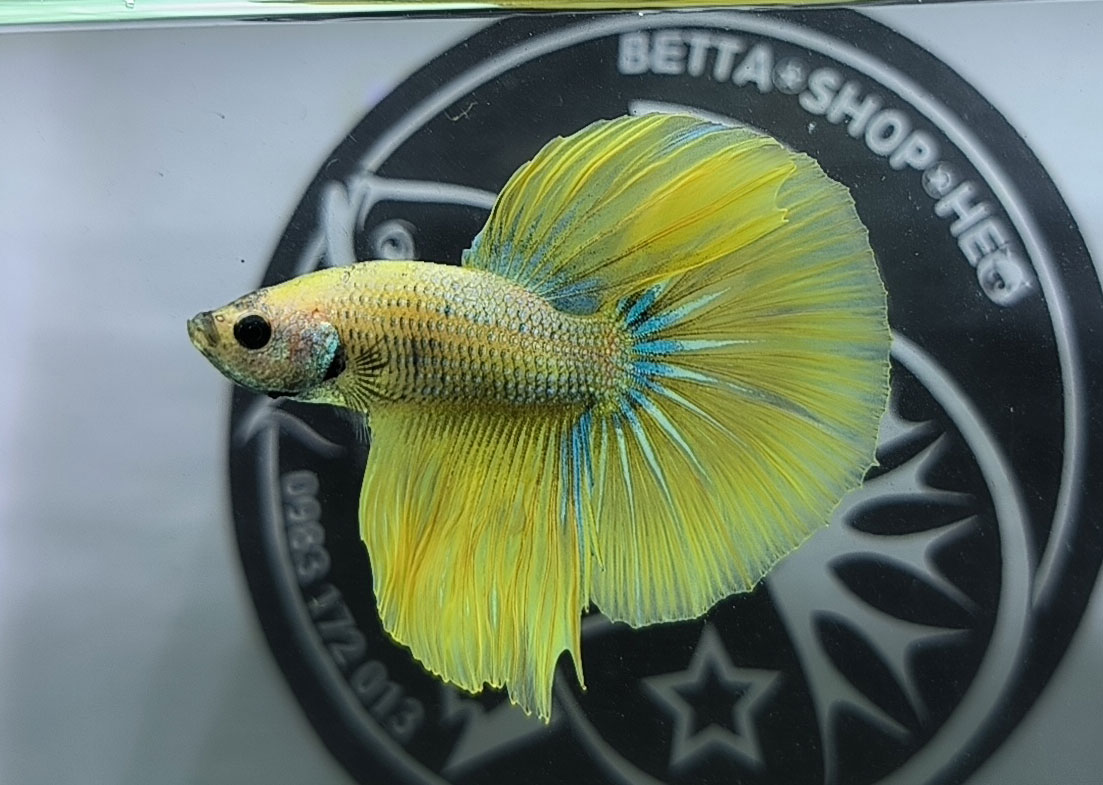 ca betta dep