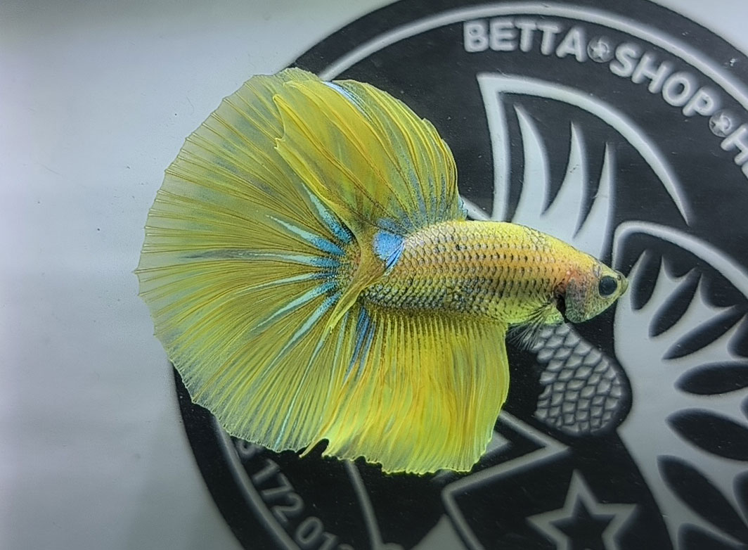 ca betta dep