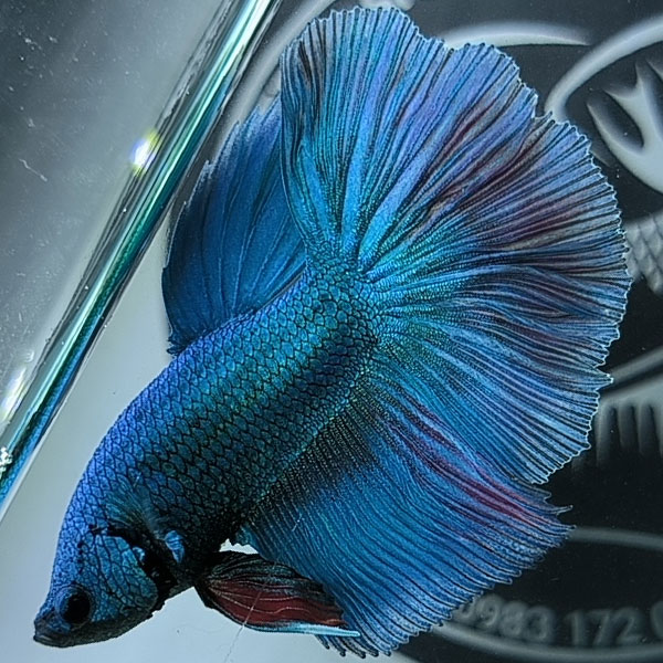 ca betta dep