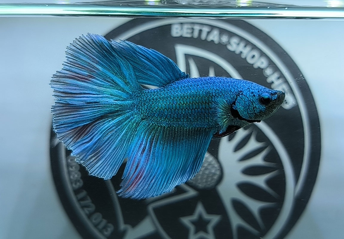 ca betta dep