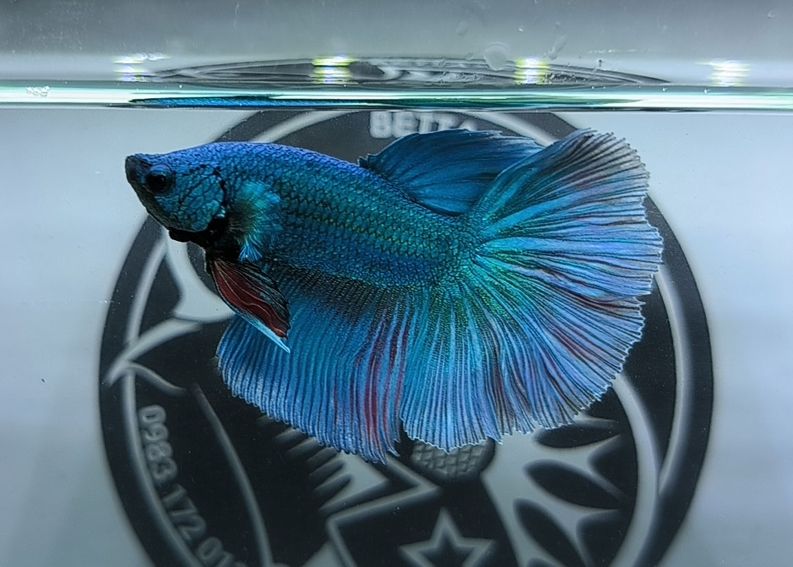 ca betta dep