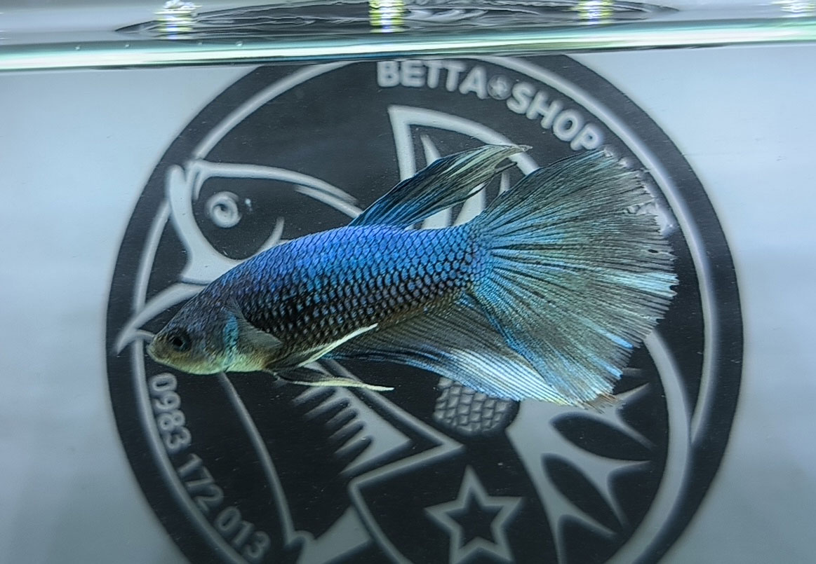 ca betta dep