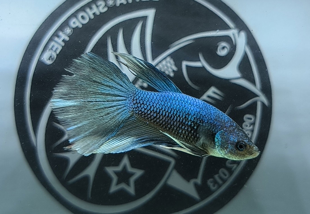 ca betta dep