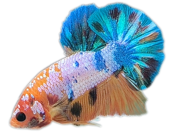 koi-nemo-candy-dep-shopheo