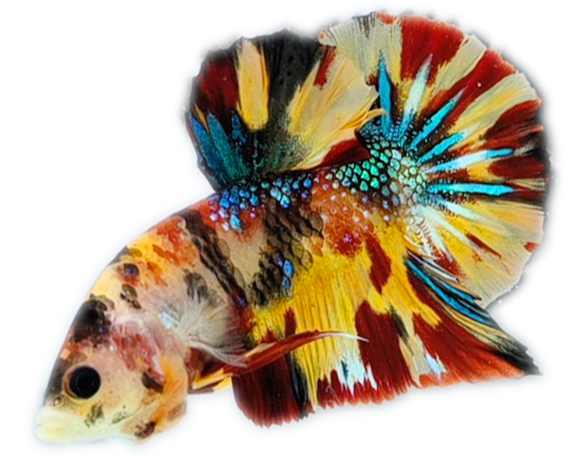 ca-betta-koi-nemo-multicolor-dep-dang-cap-so-1-viet-nam