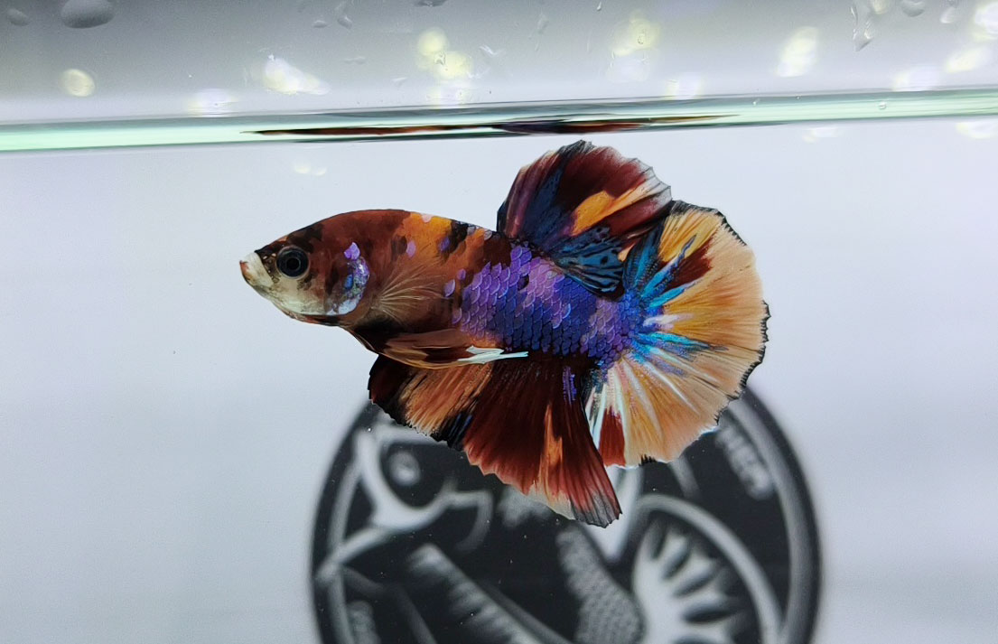 ca betta dep