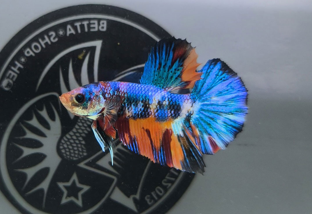 ca betta dep
