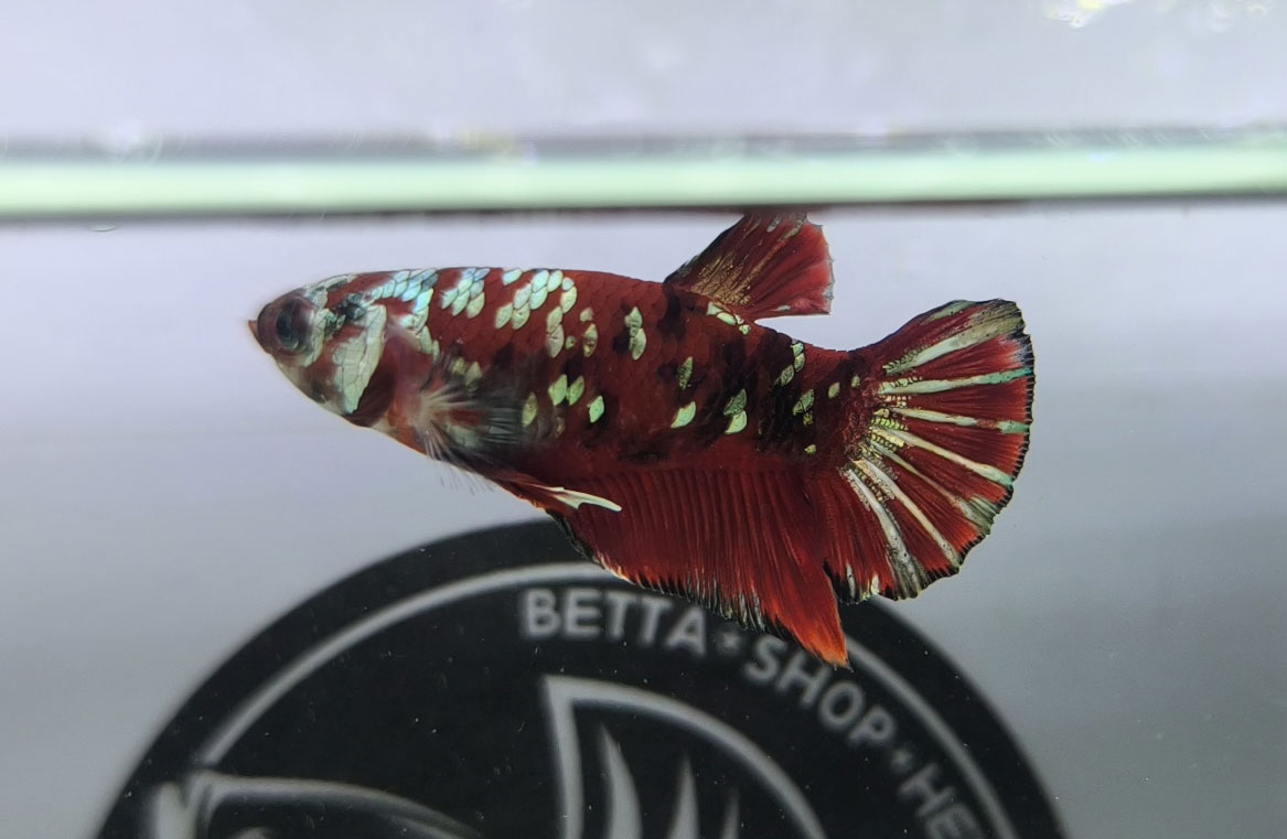 ca betta dep