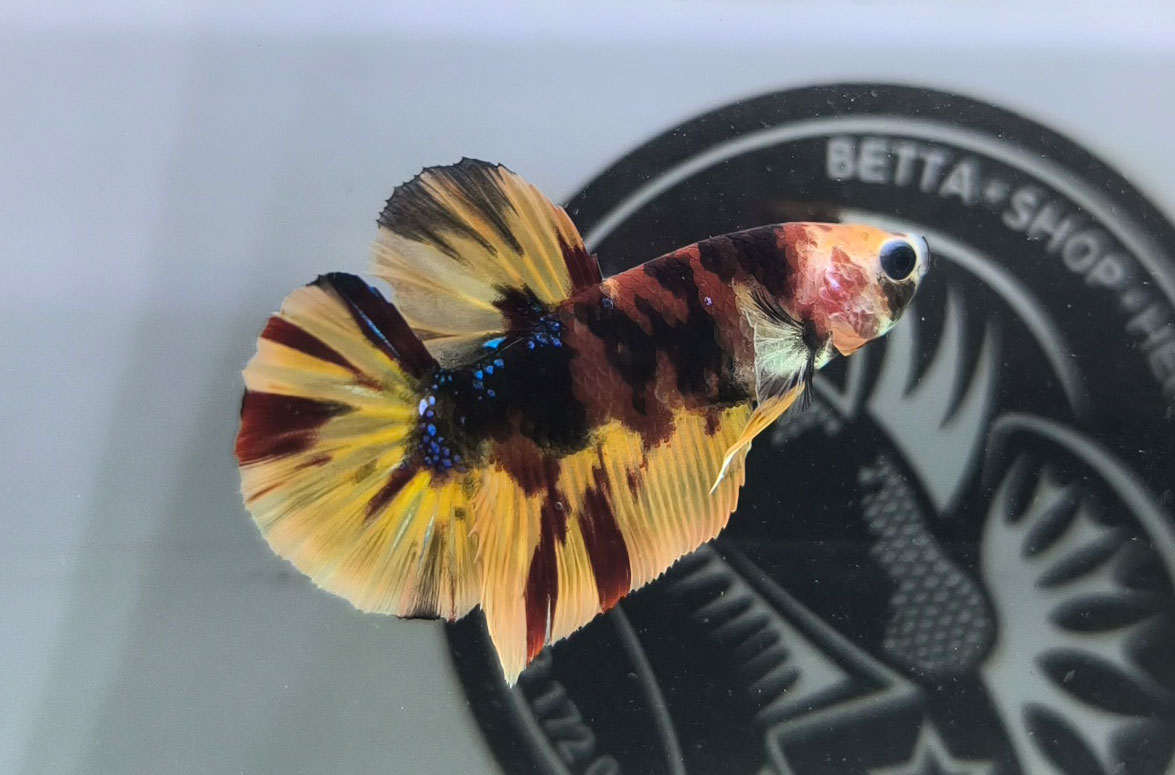 ca betta dep