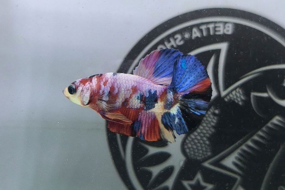 ca betta dep