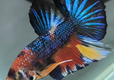 ca-betta-koi-nemo-metallic-shopheo (2)