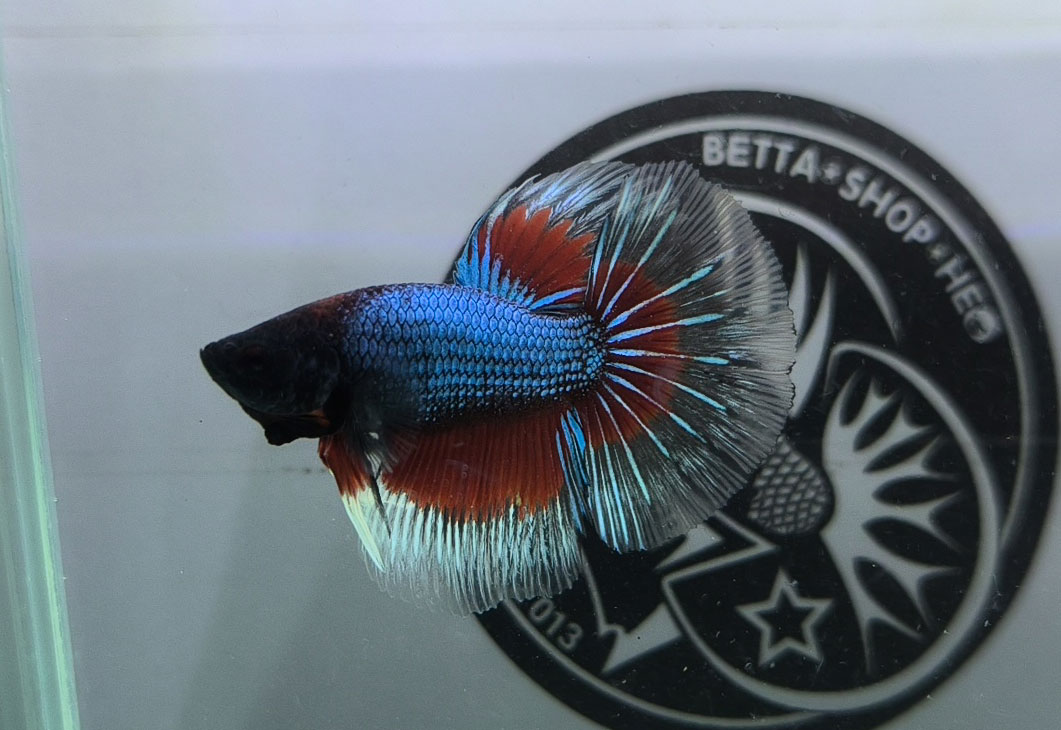 ca betta dep