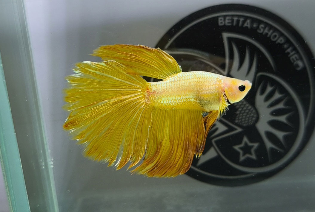 ca betta dep