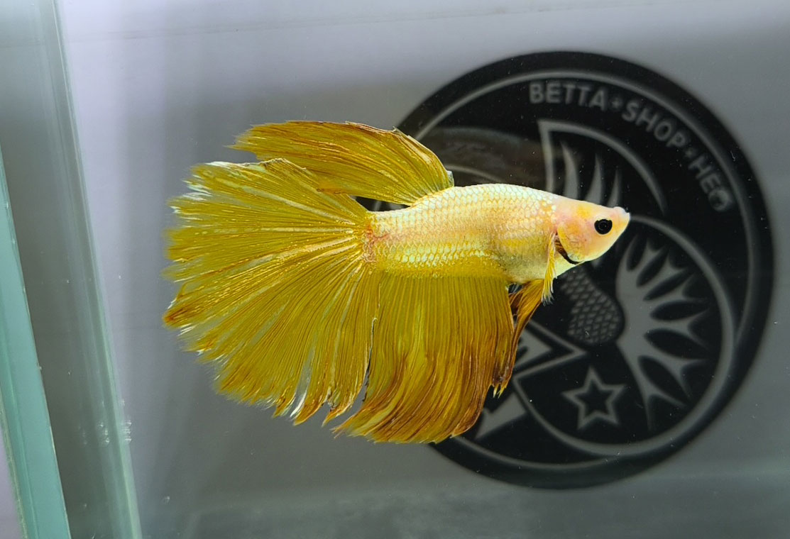 ca betta dep