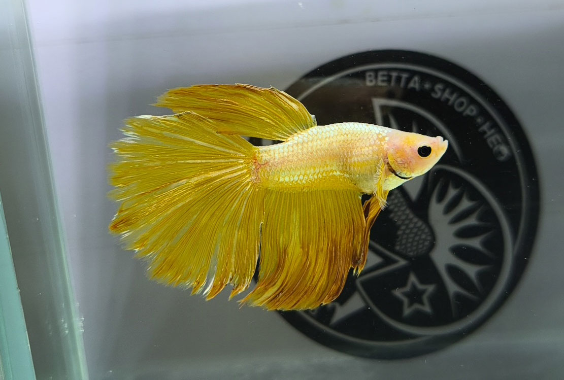 ca betta dep