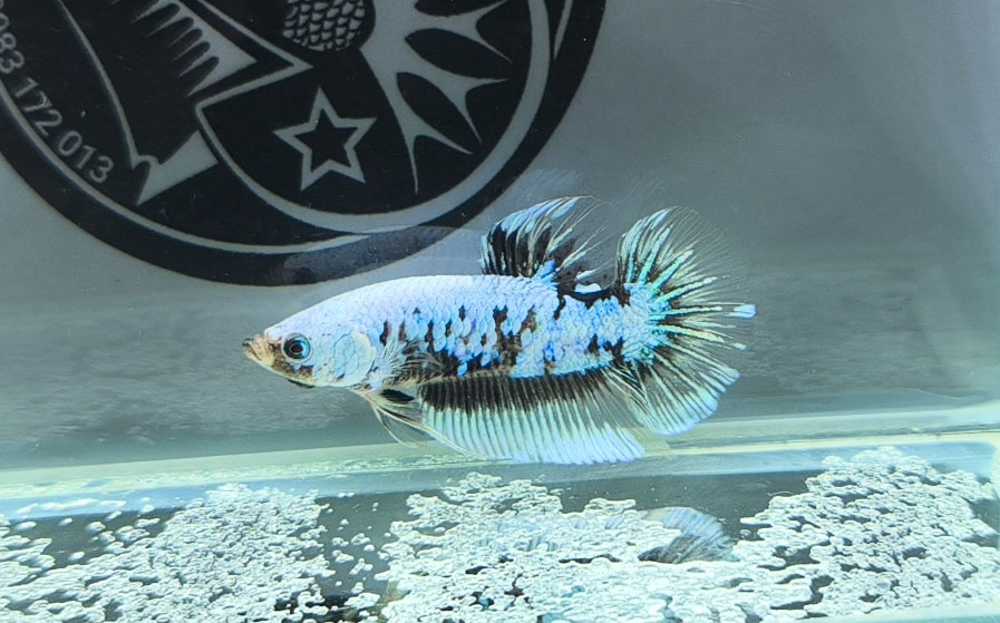 ca betta dep