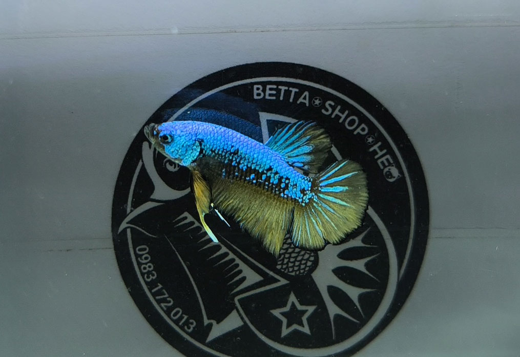 ca betta dep