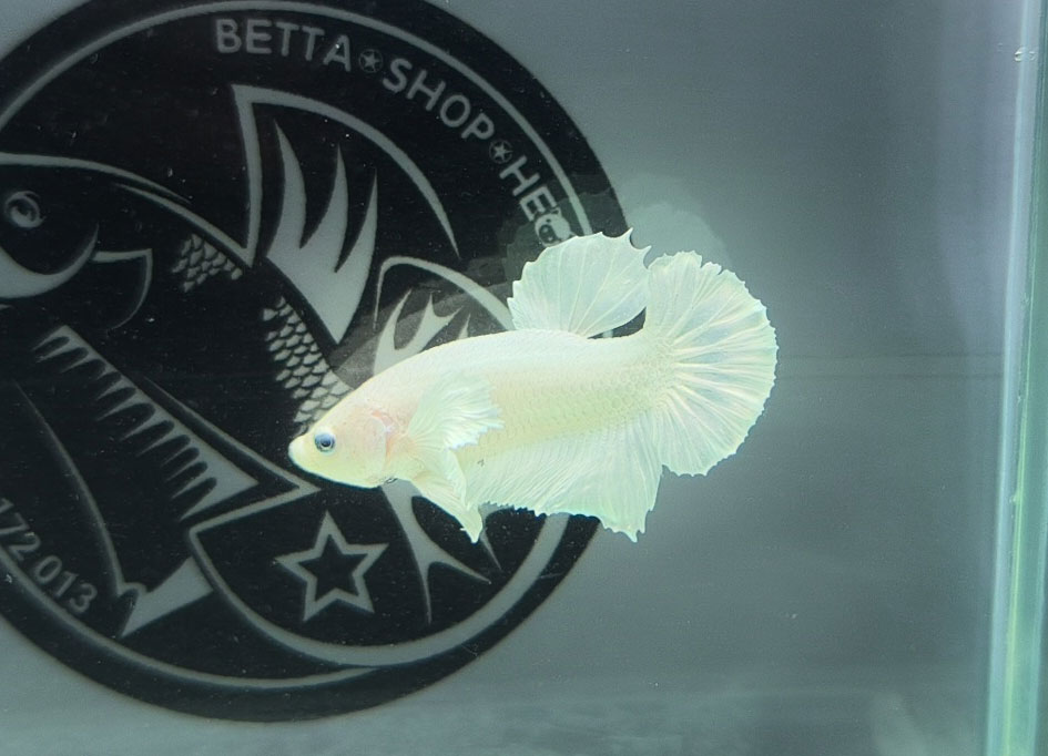 ca betta dep
