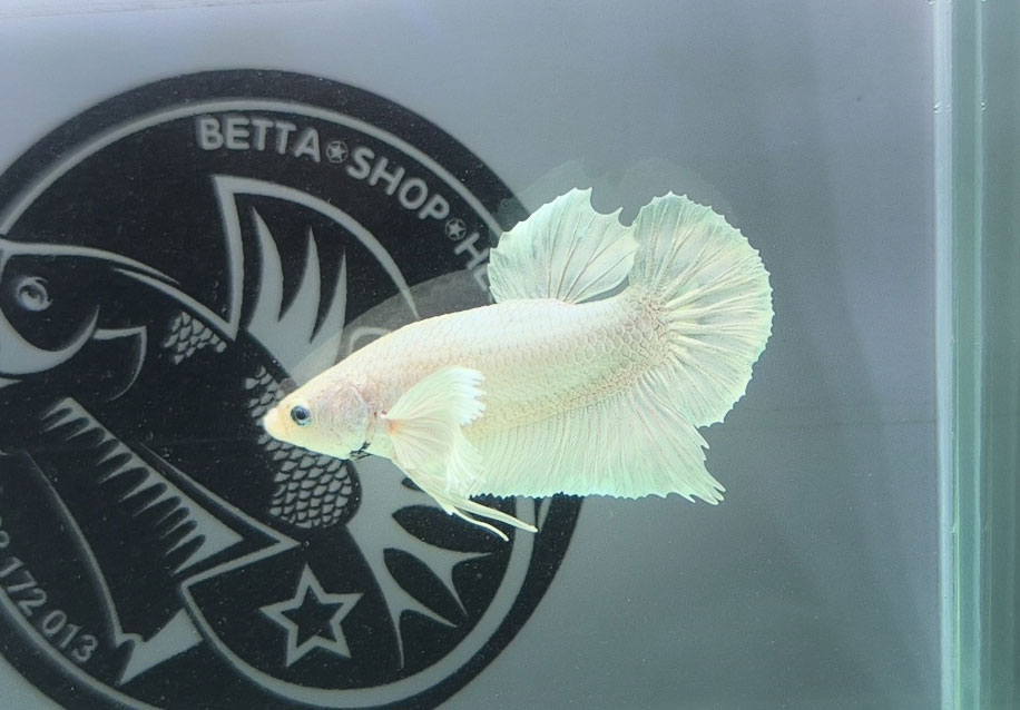 ca betta dep