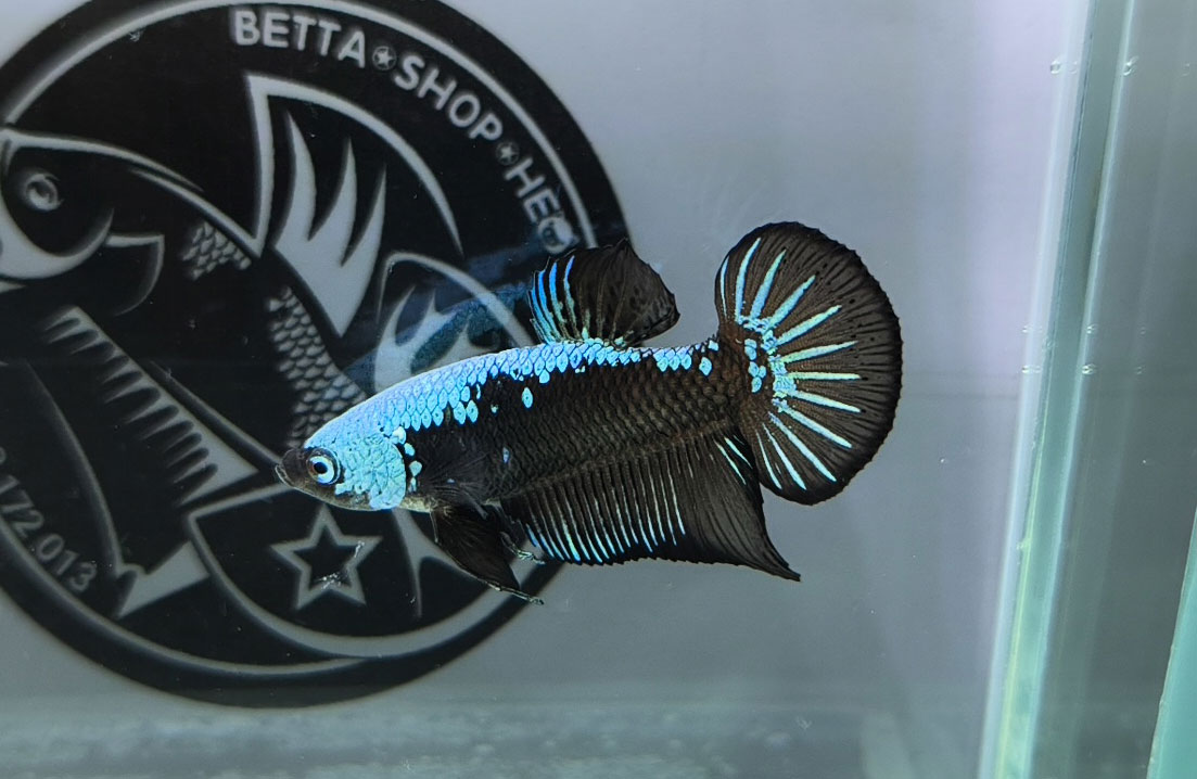 ca betta dep
