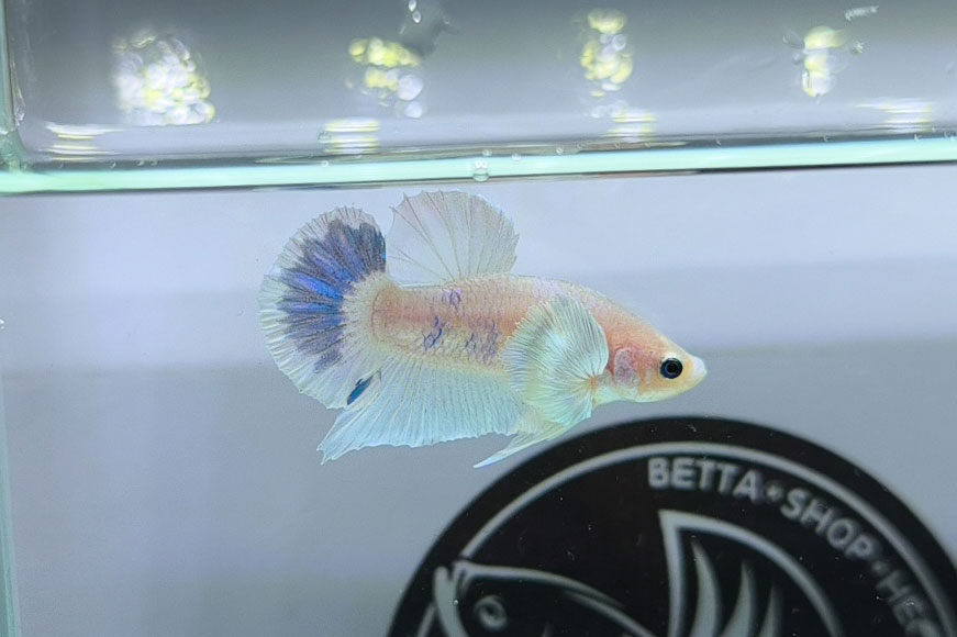 ca betta dep