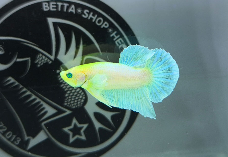 ca betta dep