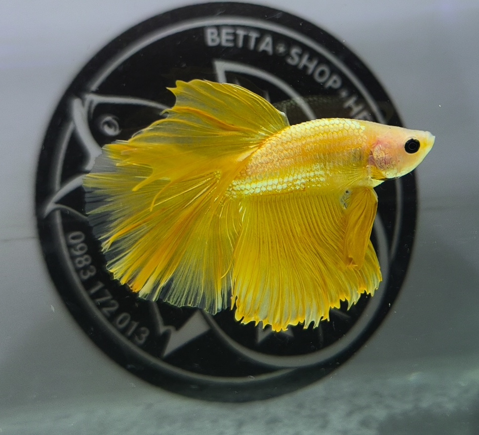 ca betta dep