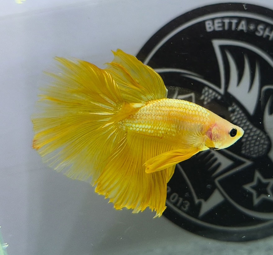 ca betta dep