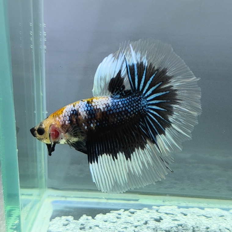 ca betta dep